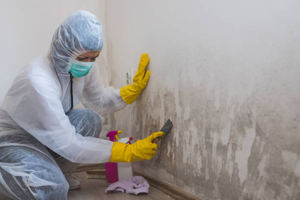 Best Black Mold Removal  in Bolivar, TN