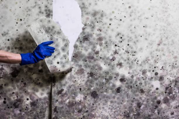Best Crawl Space Mold Removal  in Bolivar, TN