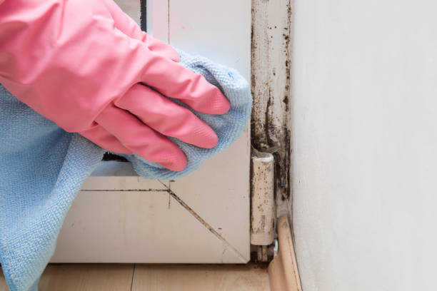 Best Attic Mold Removal  in Bolivar, TN
